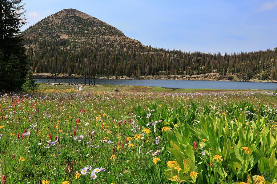 Long Lake Wildflowers Photograph by Brett Pelletier