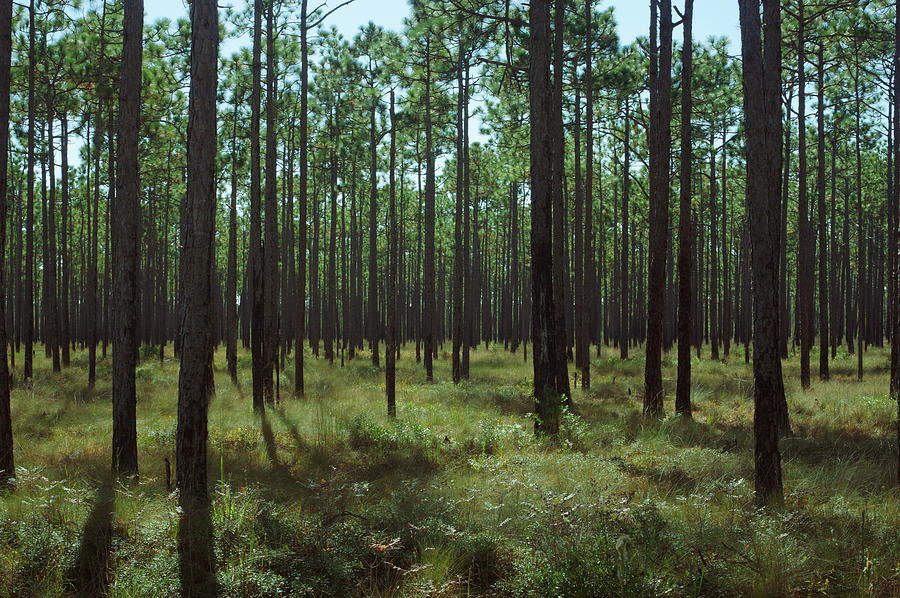 Long-leaf Pine Forest Photograph by Aaron Rushin - Fine Art America