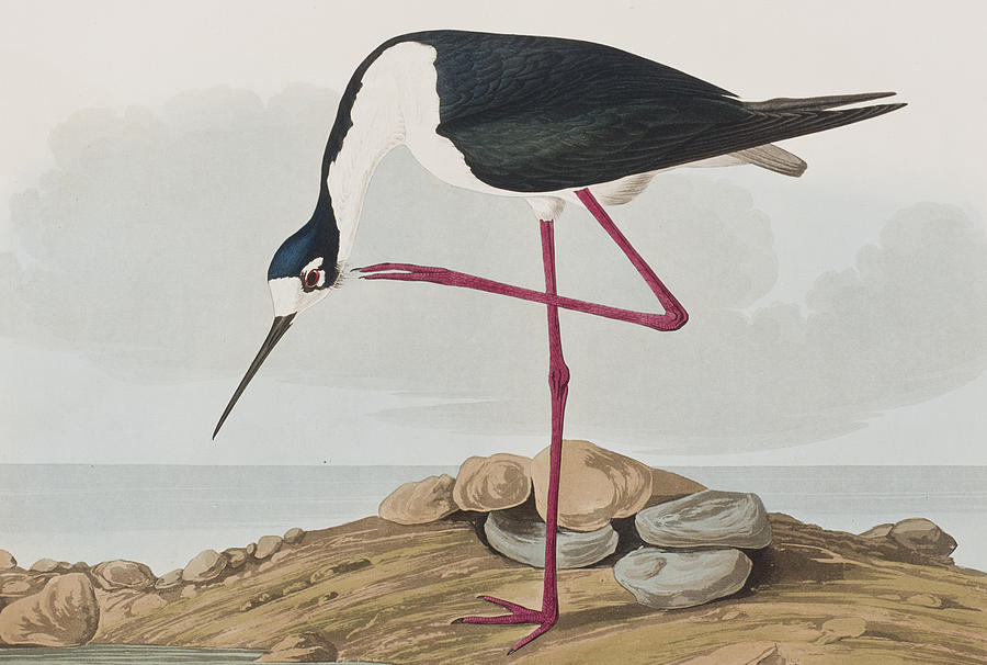 John James Audubon Painting - Long-legged Avocet by John James Audubon