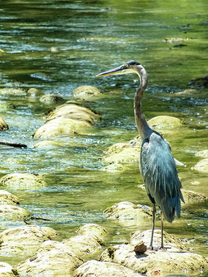 Long Legged Beauty by Krin Van Tatenhove Long Legged Beauty by Krin Van Tatenhove