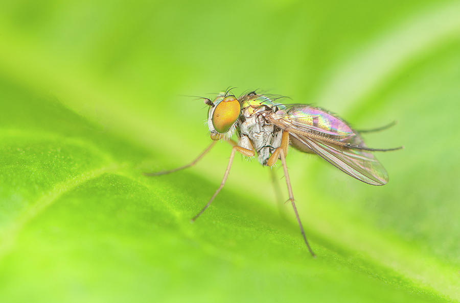 Long-legged Fly Photograph by Derek Thornton