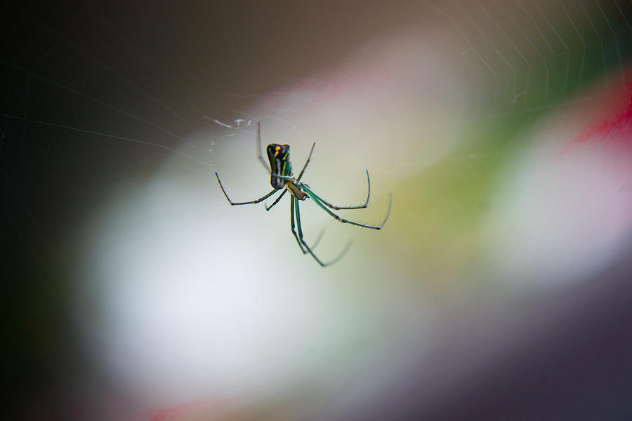 Long Legged Green Spider Photograph by Douglas Barnett