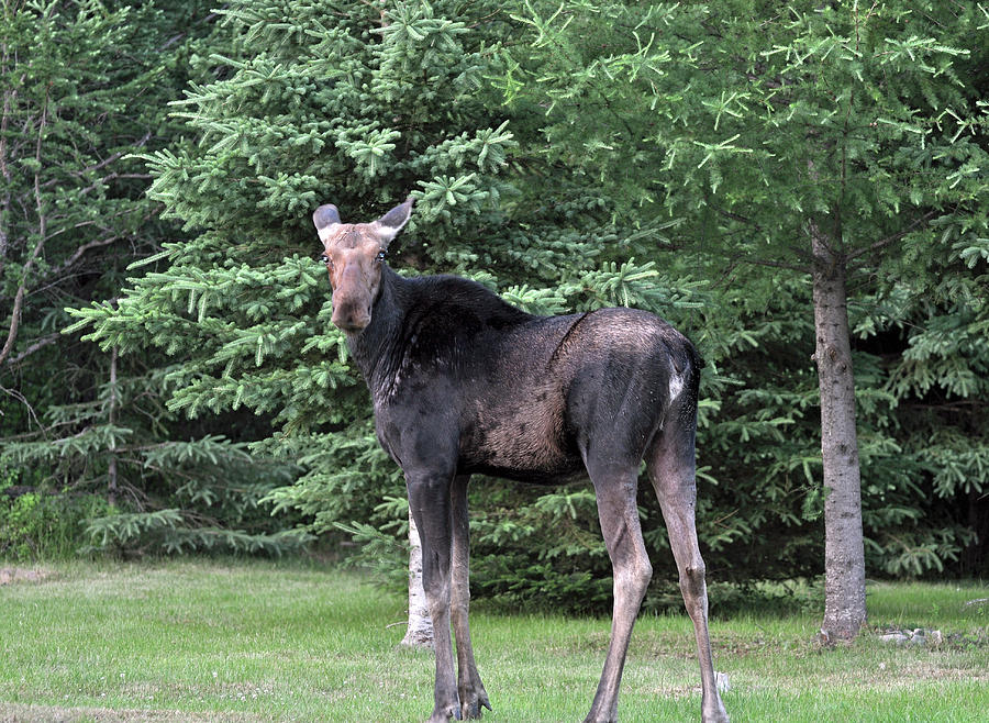 Long Legged Moose Photograph by Glenn Gordon