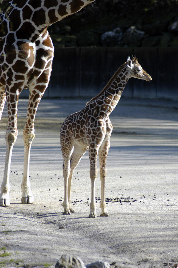 Long Legs - giraffe Photograph by DArcy Evans