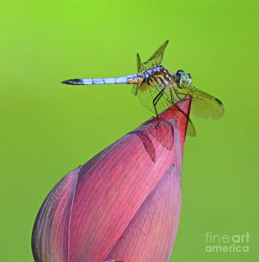 Long Legs on a Lotus Photograph by Cindy Manero