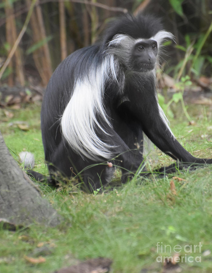 Long Limbed Black and White Colobus Monkey Sitting in Grass Photograph by DejaVu Designs