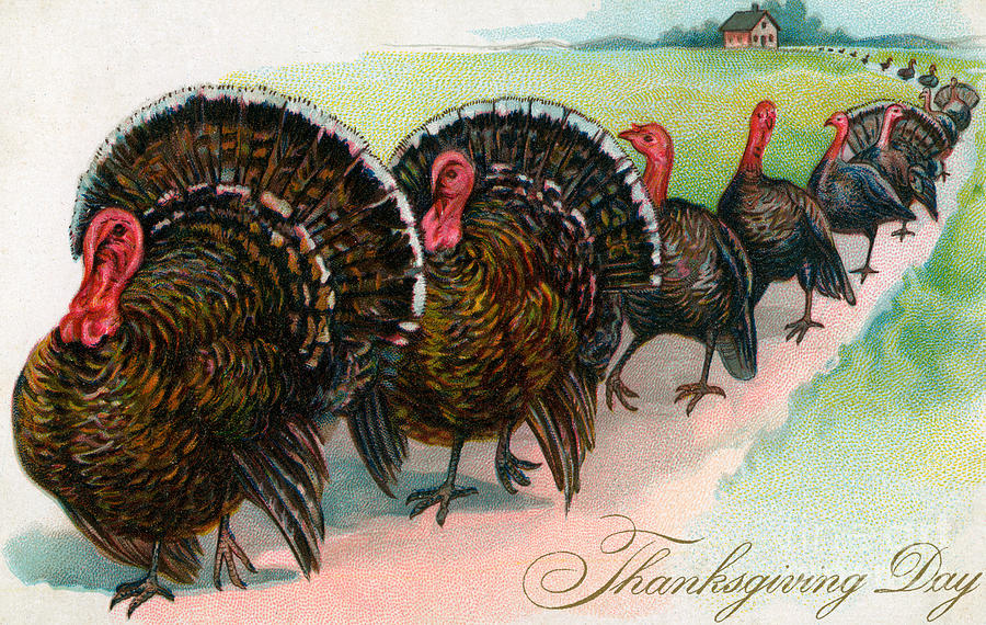Long Line of Thanksgiving Turkeys Painting by American School