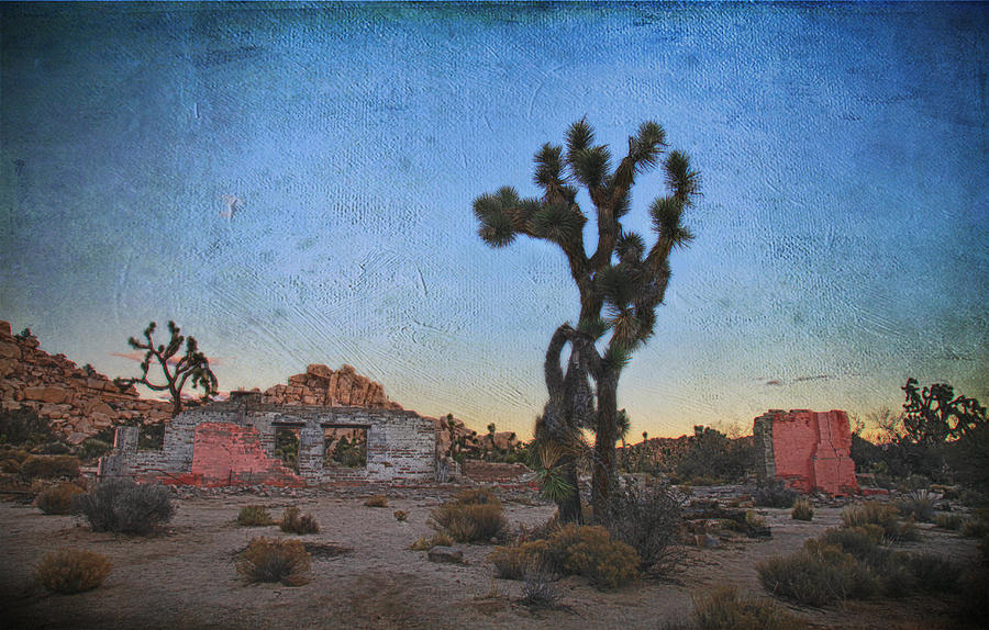 Joshua Tree National Park Photograph - Long, Long Ago by Laurie Search