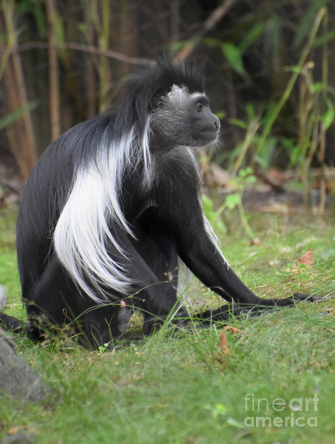 Long Mantle Down the Back of a Colobus Monkey Photograph by DejaVu Designs