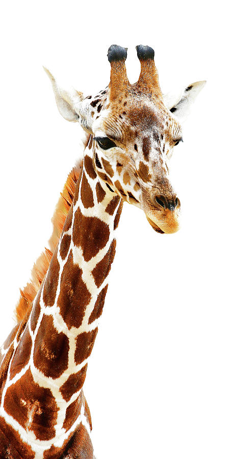Long Neck Giraffe Photograph by Athena Mckinzie