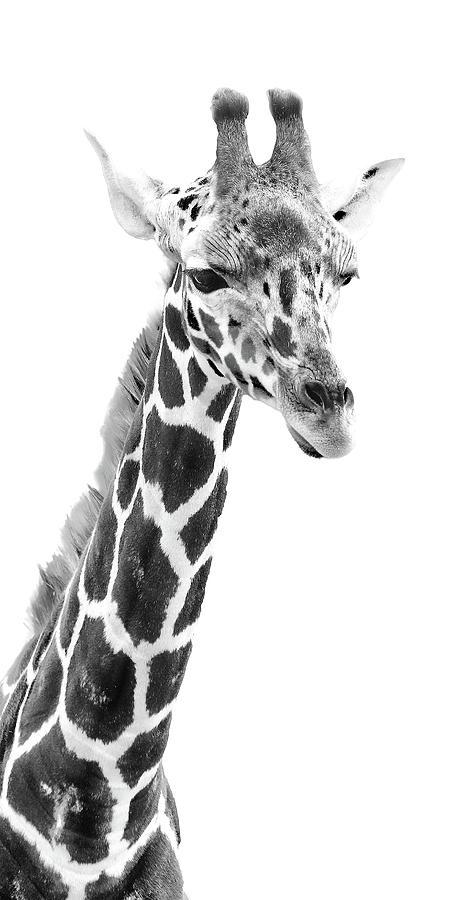 Giraffe Photograph - Long Neck Giraffe BW by Athena Mckinzie