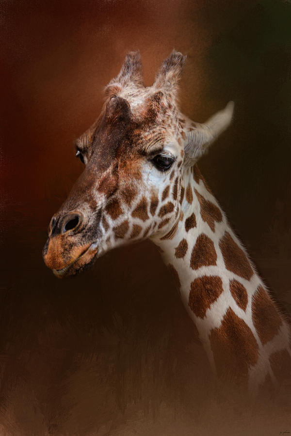Giraffe Photograph - Long Neck by Jai Johnson