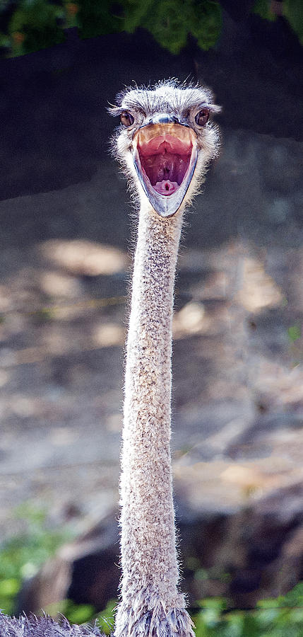 Long Neck Photograph by William Bitman
