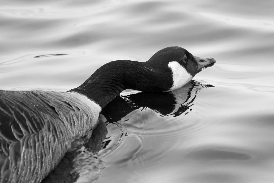 Long Necked Goose Photograph by Jason Moss