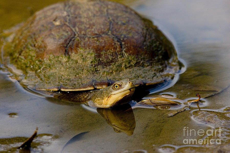 Long-necked Turtle Photograph by B.G. Thomson - Pixels