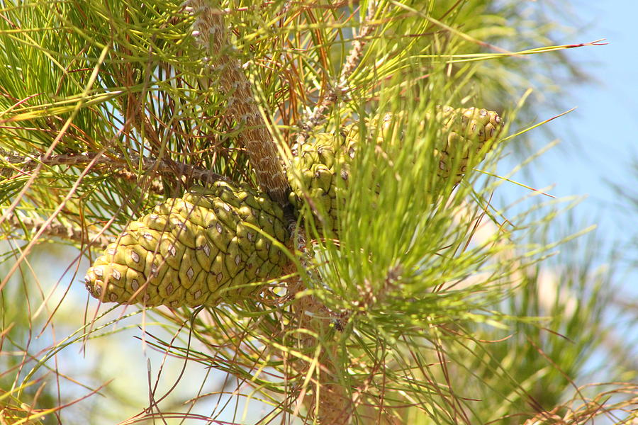 Long Needled Pine 2 Photograph by Colleen Cornelius