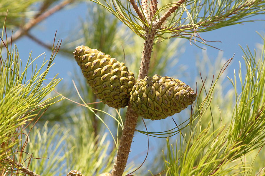 Long Needled Pine Photograph by Colleen Cornelius