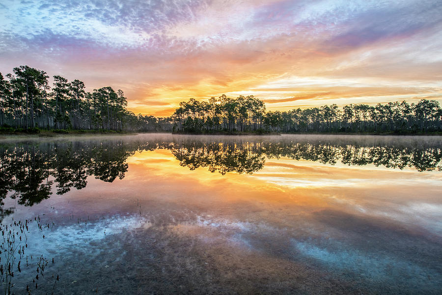 Everglades National Park Photograph - Long Pine Colors by Jon Glaser