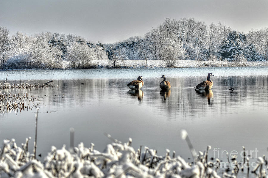 Geese at Long Run Pond by Katie Joya Geese at Long Run Pond by Katie Joya