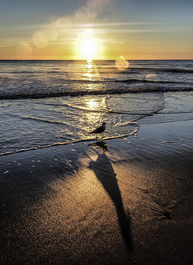 Long Shadow of the Gull Photograph by Jim Moore