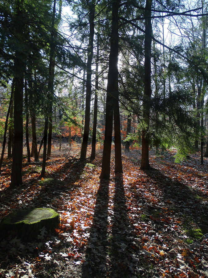 Long Shadows in the Woods Photograph by David T Wilkinson