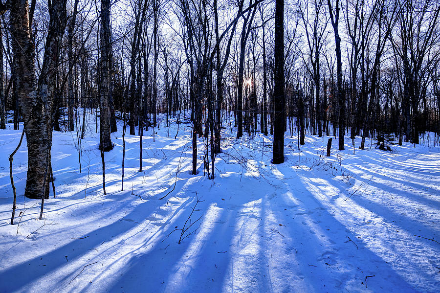Long Shadows on the Snow Photograph by David Patterson