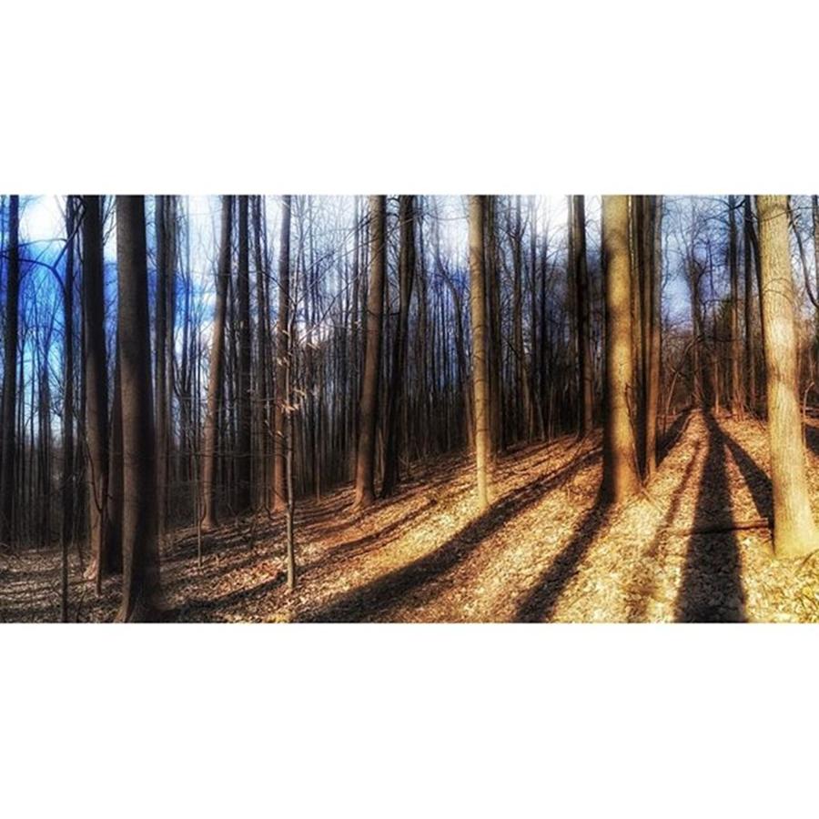 Nature Photograph - Long Shadows

#nature #trees by Blake Butler