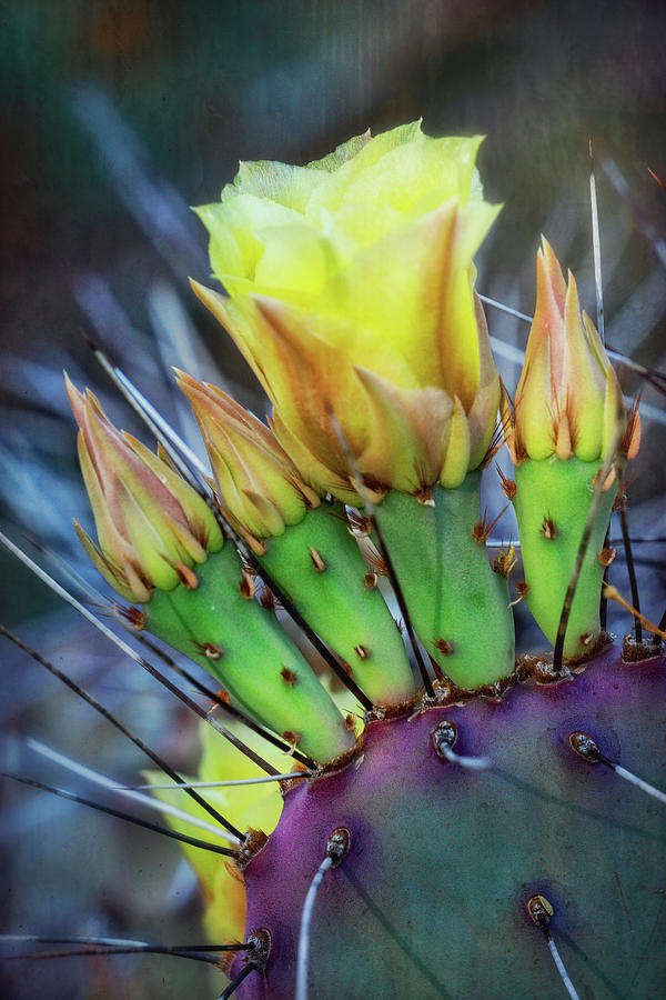 Long Spined Prickly Pear Cactus  Photograph by Saija Lehtonen