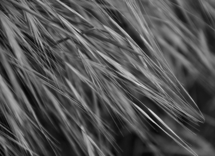 Long Spring Grasses in Black and White Photograph by Gregory Strong ...