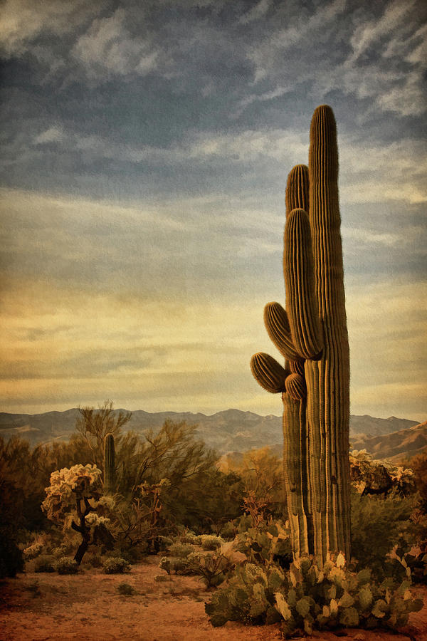 Long Standing Cacti bz Photograph by Theo OConnor