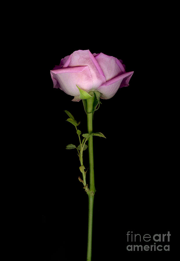 Long Stem Pink Rose Photograph by Sheila Laurens