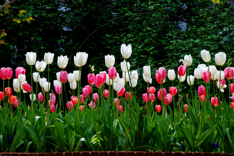 Long Stem Tulips Photograph by Nancy Bradley