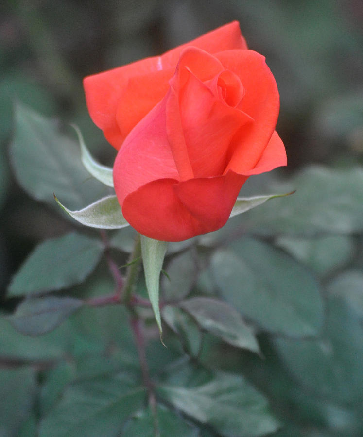 Long Stemmed Red Rose Bud Photograph by Jay Milo