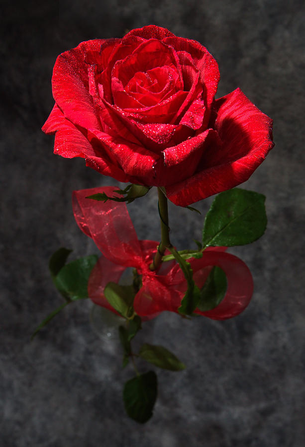 Long Stemmed Rose Photograph by David Andersen