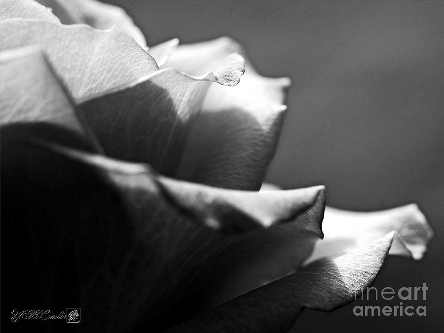 Long-Stemmed Rose in Black and White Photograph by J McCombie