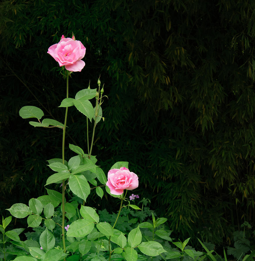 Long Stemmed Rose Photograph by Jean Noren