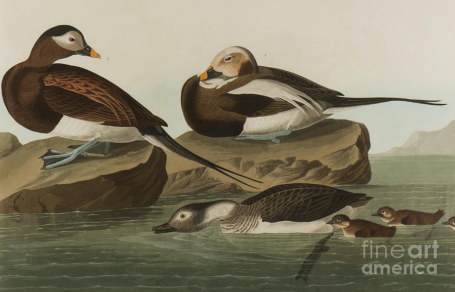 Long Tailed Duck, 1836  Painting by John James Audubon
