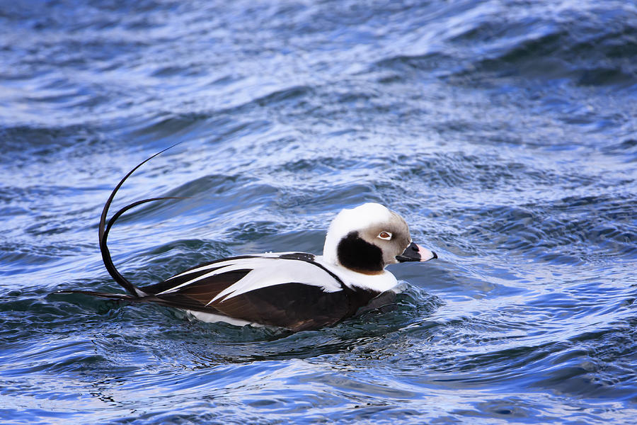 Long-tailed Duck 2 Photograph by Gary Hall