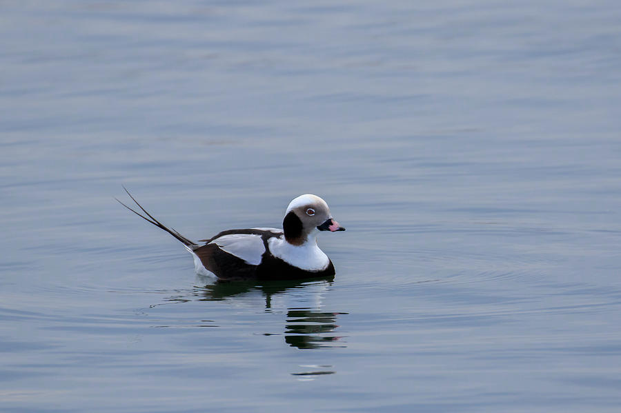 Long-tailed Duck 3 Photograph by Gary Hall
