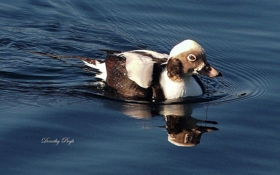 Duck Photograph - Long-tailed Duck at Carolina Lake by Dorothy Pugh