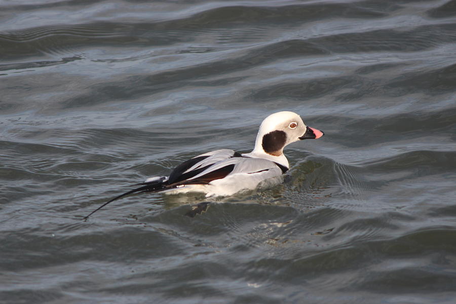 Long Tailed Duck Photograph by Danielle Gareau - Fine Art America