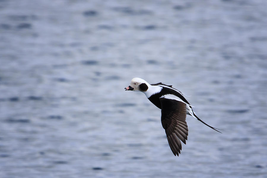 Long-tailed Duck in Flight Photograph by Gary Hall