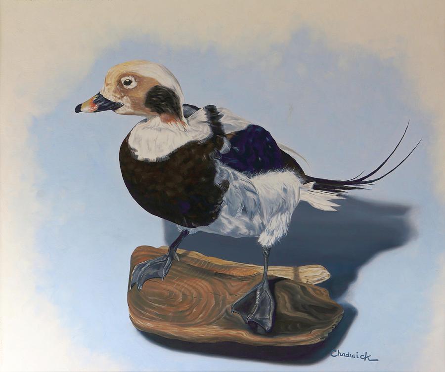 Long-tailed duck Painting by Phil Chadwick