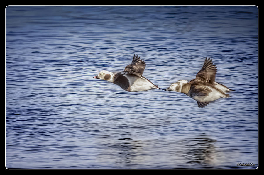 Long-tailed Ducks in Flight Photograph by LeeAnn McLaneGoetz McLaneGoetzStudioLLCcom
