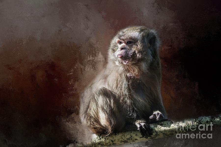 Monkey Photograph - Long-Tailed Macaque by Eva Lechner