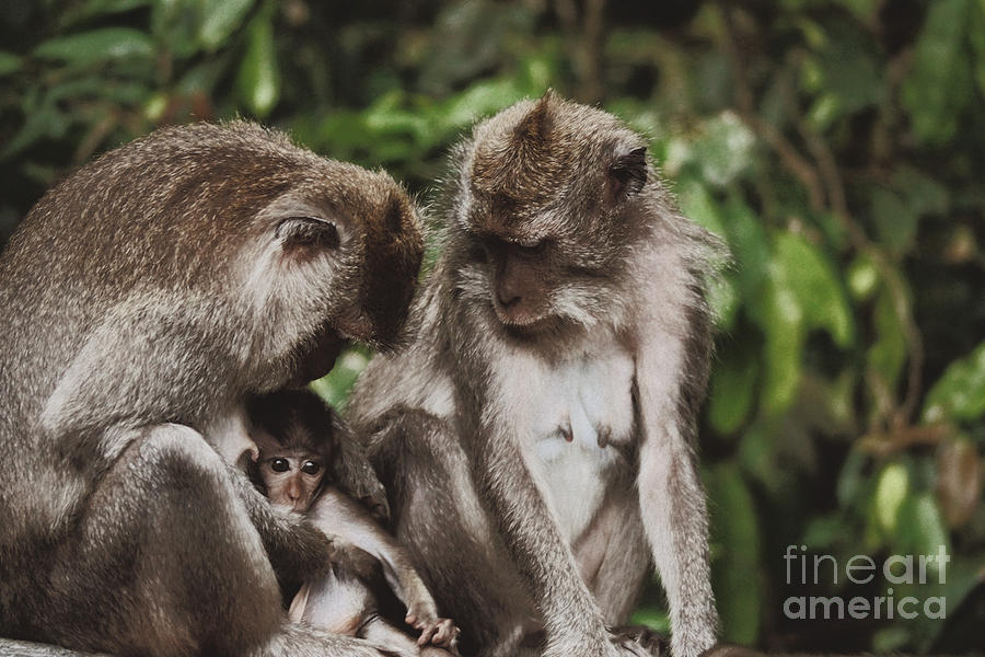 Long Tailed Macaques I Photograph by Cassandra Buckley