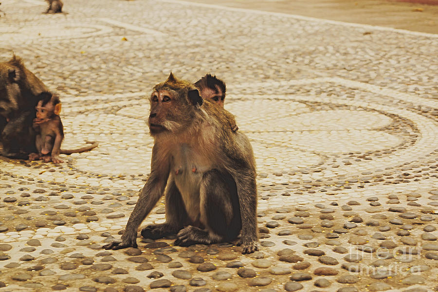 Long Tailed Macaques III Photograph by Cassandra Buckley