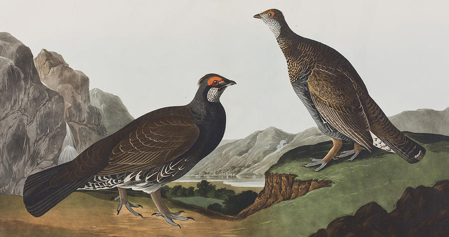 John James Audubon Painting - Long-tailed or Dusky Grous by John James Audubon