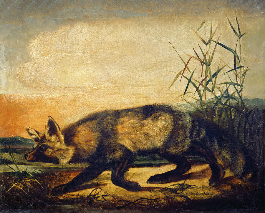 Long-Tailed Red Fox Painting by John Woodhouse Audubon