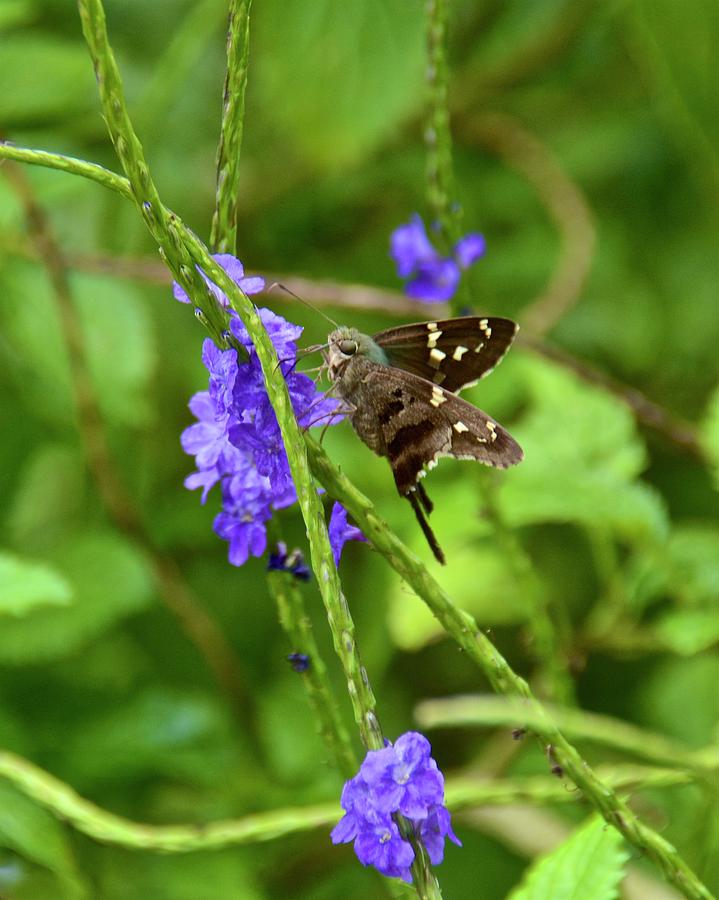 Long-Tailed Skipper Butterfly Photograph by Carol Bradley